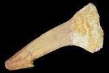 Fossil Sawfish (Onchopristis) Rostral Barb - Morocco #145563-1